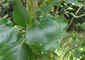 Rust On Oak Tree Rusts: Spotting & Treating | RHS Advice
