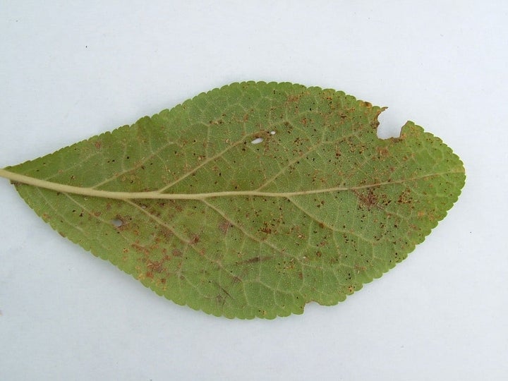Tree Rusts: Spotting & Treating | RHS Advice
