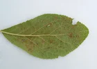 Rust Tree Australia Rash Tree Rusts: Spotting & Treating | RHS Advice