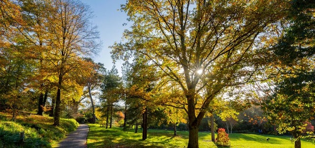 Trees planted for the King’s Coronation