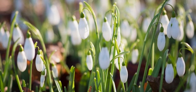 10 award-winning snowdrops