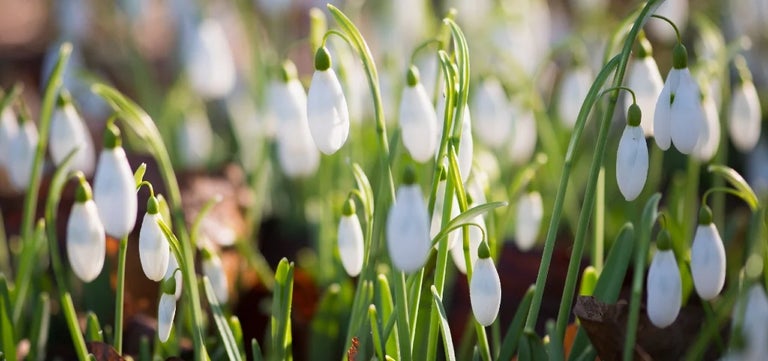10 award-winning snowdrops