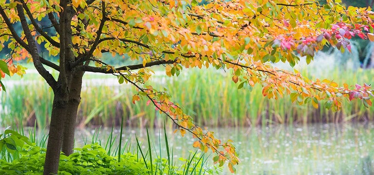 A year of trees – the gift that keeps on giving