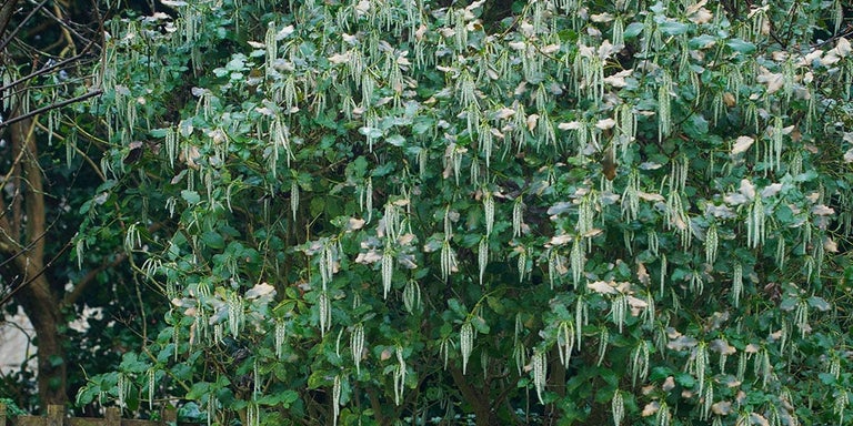 Buy garrya from RHSplants.co.uk