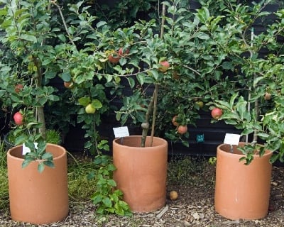 Growing a sustainable mini orchard in pots