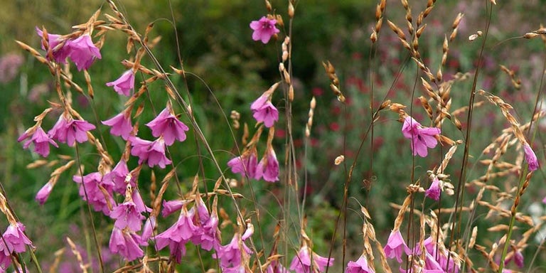 Buy dierama from RHSplants.co.uk