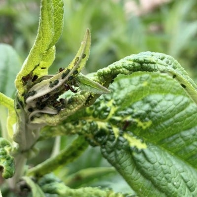 Aphid on buddleja leaves near growing tip. Credit R. Robinson/RHS