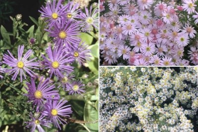 Asters for cut flowers