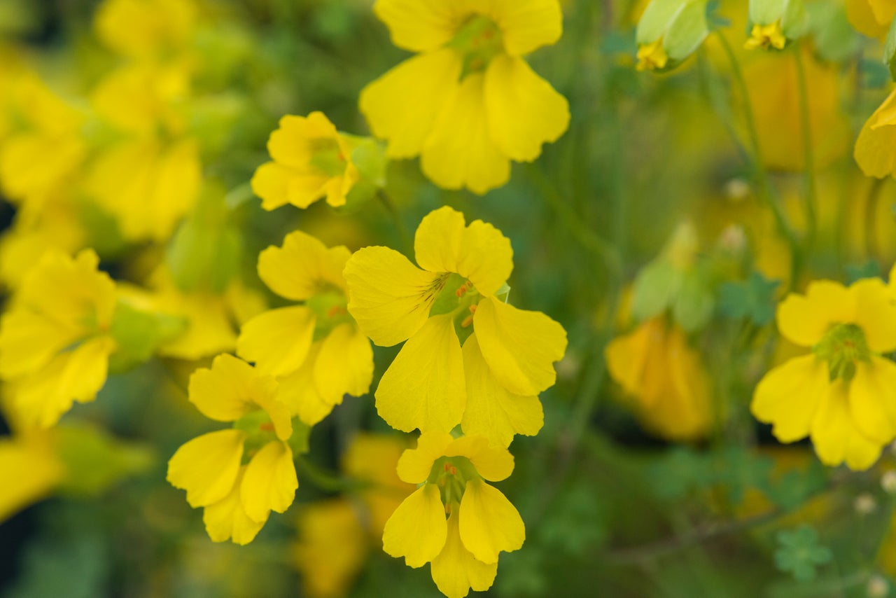 Perennial nasturtiums
