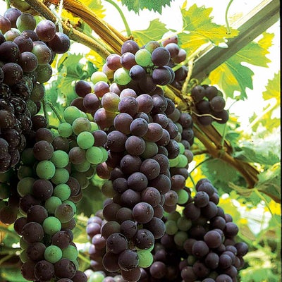 Rod and spur trained grapevines should produce a good crop