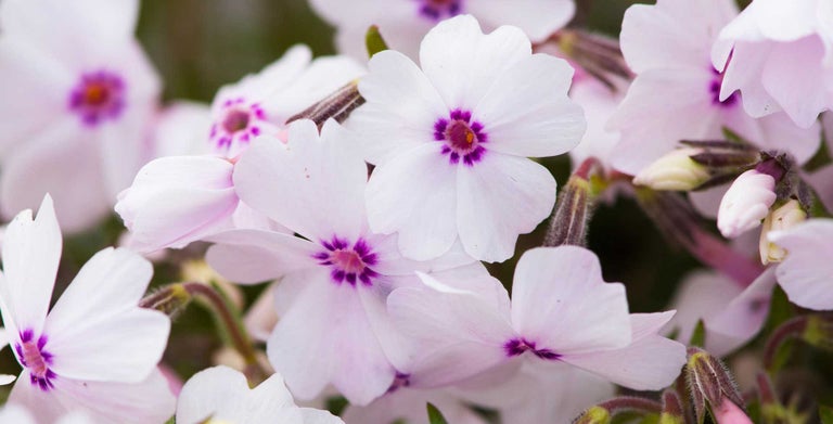 Specialist phlox