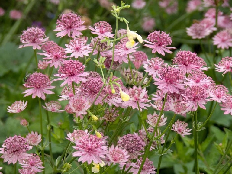 10 award-winning easy cut flowers