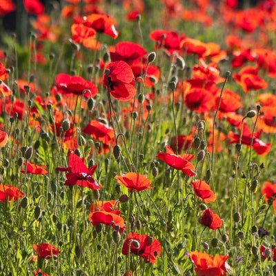 Red poppies in a meadow