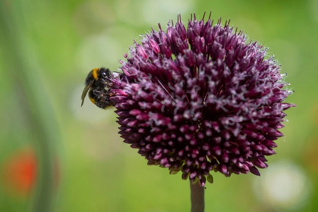 RHS Plants for Pollinators