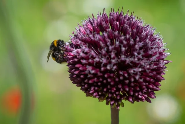 RHS Plants for Pollinators