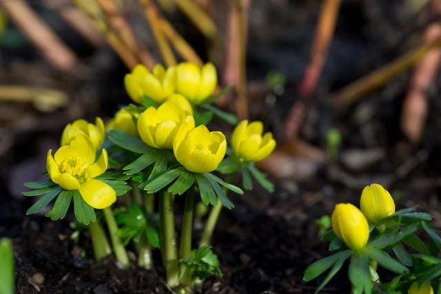 Bulbs for pollinators