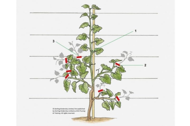 Grapes: rod and spur pruning | RHS Advice