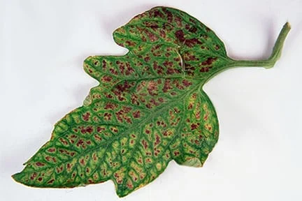 Tomato leaf showing magnesium deficiency. Credit:RHS/Tim Sandall.