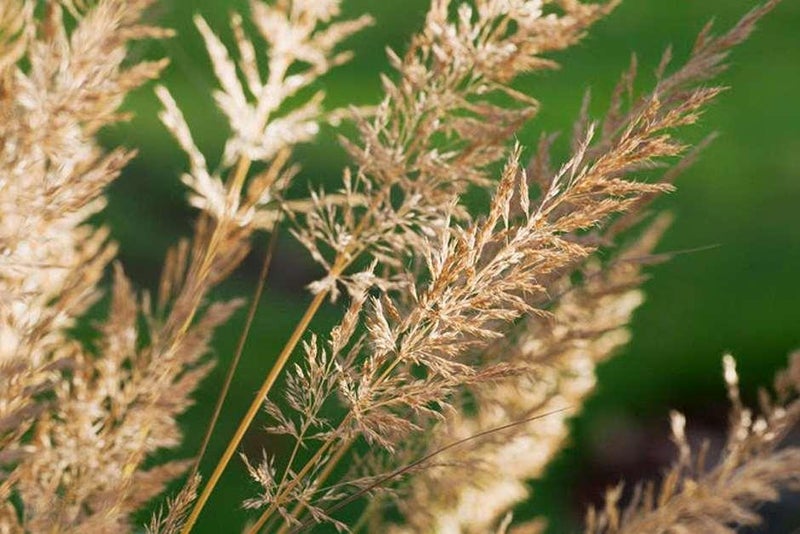 Foxtail grass