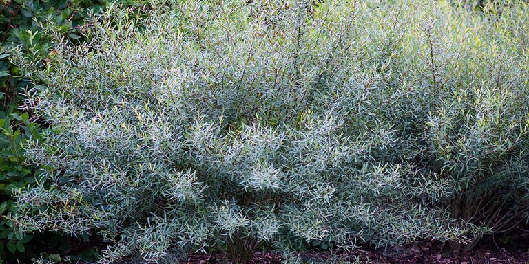 Buy willows from RHSplants.co.uk
