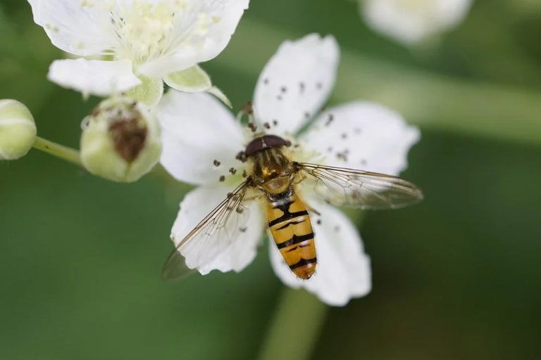 Discover more about RHS Plants for Pollinators