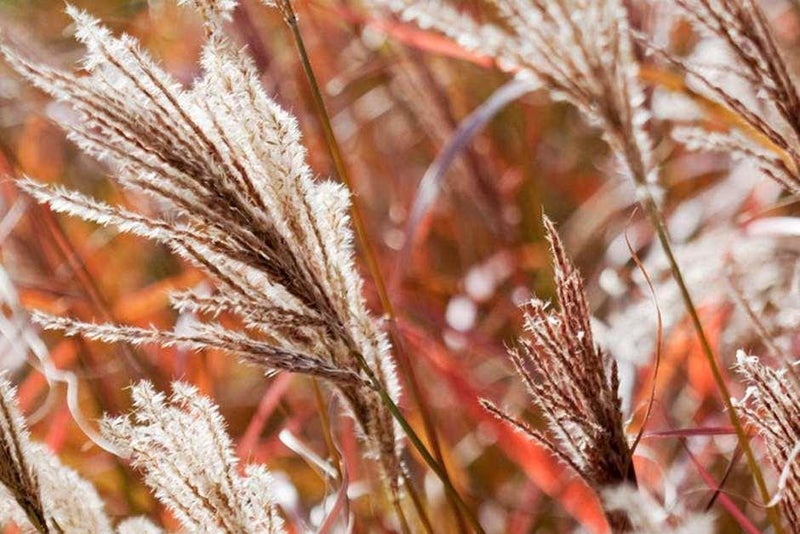 Miscanthus ‘Ferner Osten’