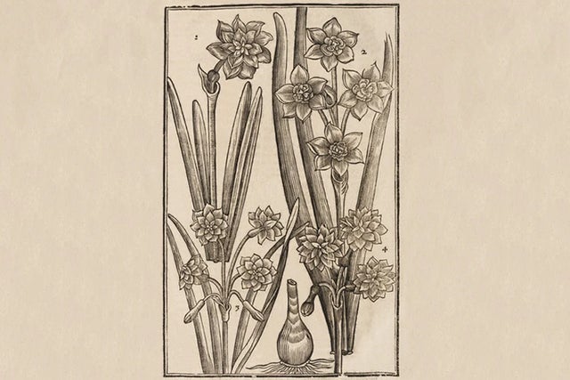 History of the daffodil: virtual exhibition