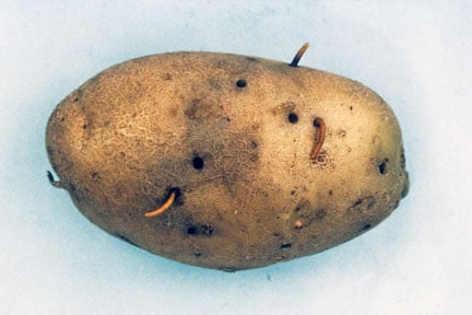 Wireworms in potatoes but note that slugs can cause similar damage