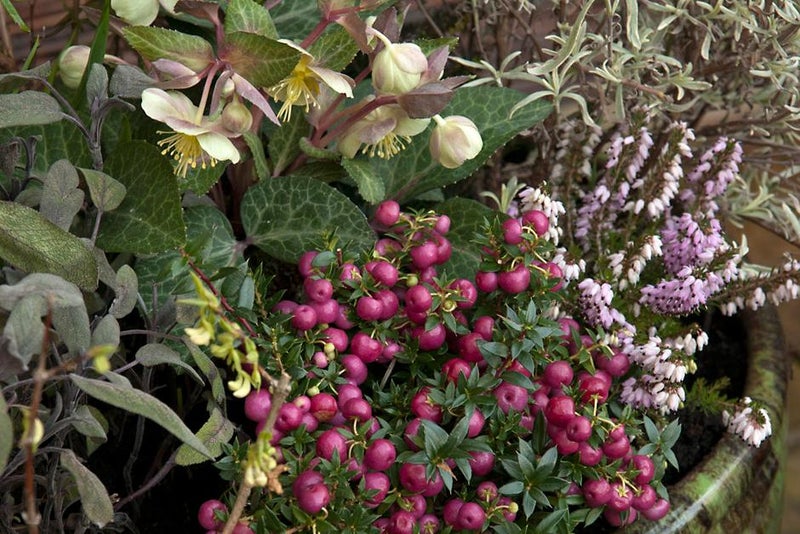 Self-fertile cultivar