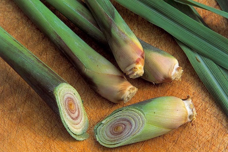 Buy lemon grass at RHSplants.co.uk