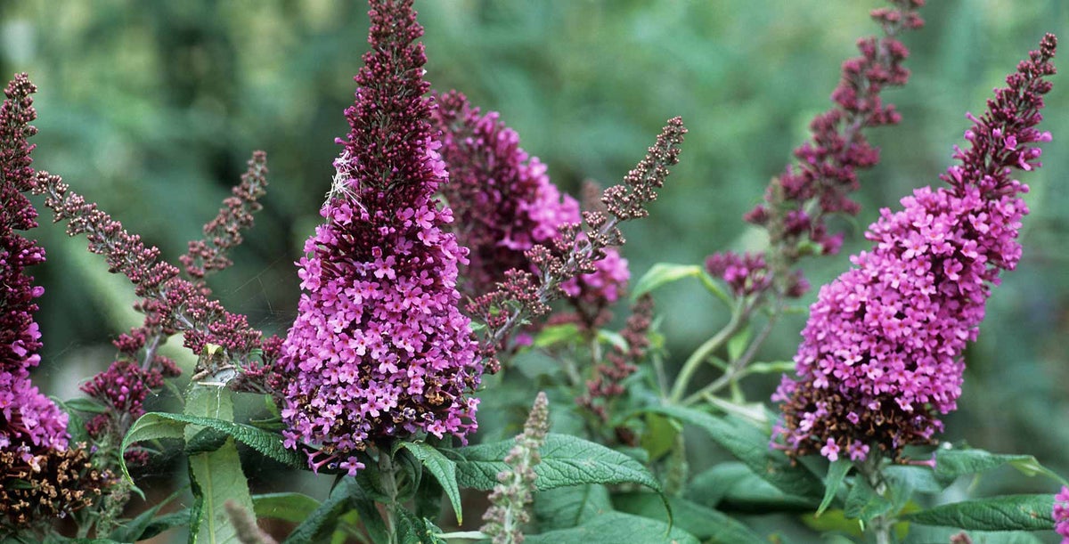 Buddleja Types Buddleja (Butterfly bush) / RHS Plant Guide
