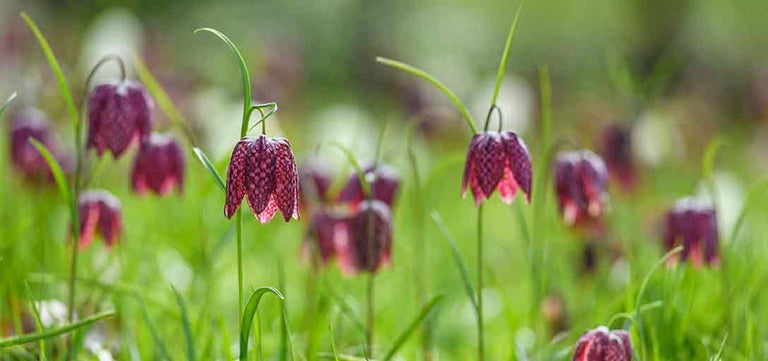 Garden experts pick the best plants to plant this autumn