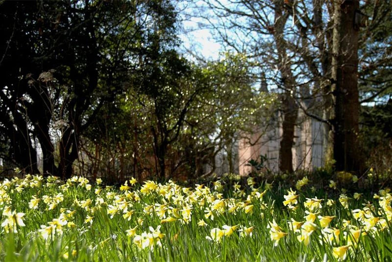 National Narcissus collection at Brodie Castle