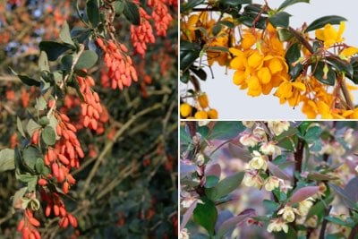 Berberis for colourful flowers & fruit