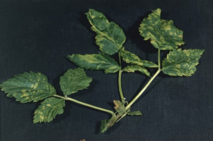 Rusted Rasp Raspberry rust: Symptoms & Control | RHS Advice