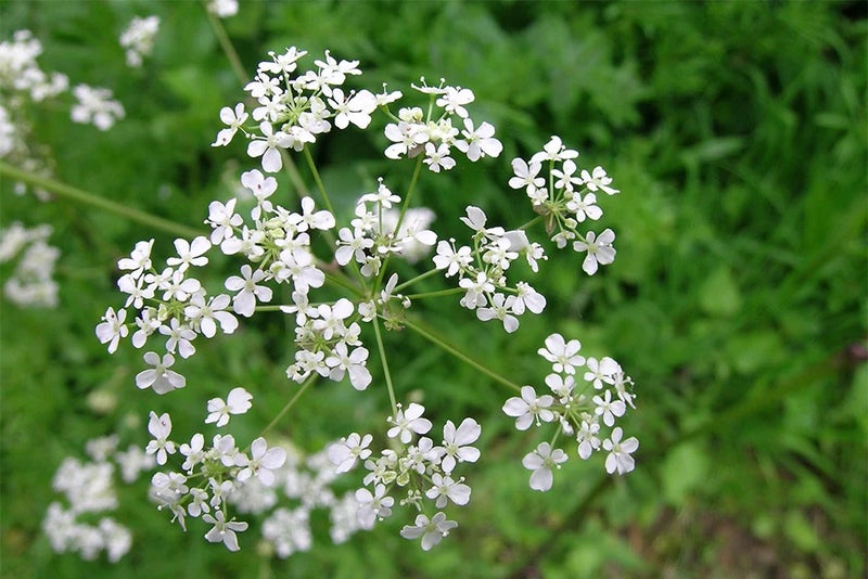 2. Anthriscus sylvestris (cow parsley)
