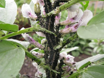Woolly beech aphid: Identification, Care & Tips | RHS Advice