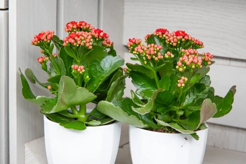 Kalanchoe