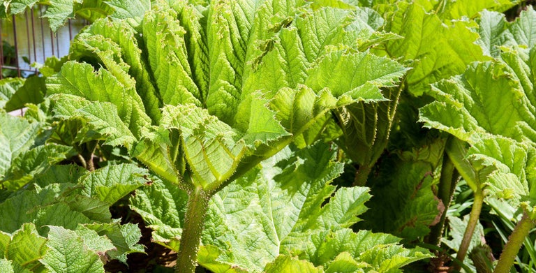 Gunnera