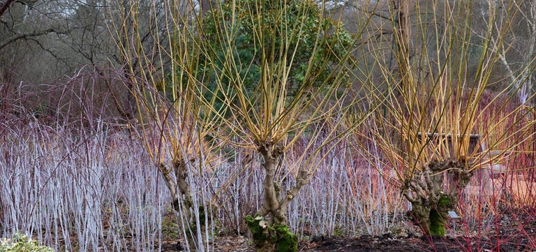 10 award-winning winter plants