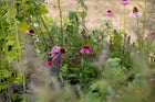 Thumbnail: Ladywell Physic Garden