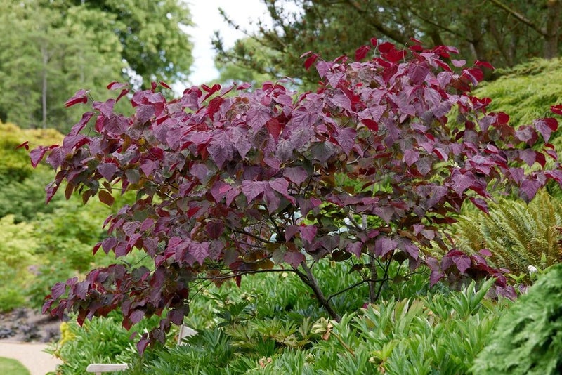 Heart of the garden