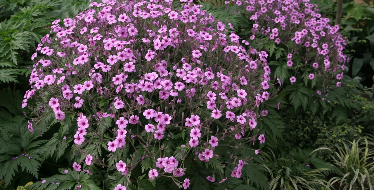 Tender geraniums