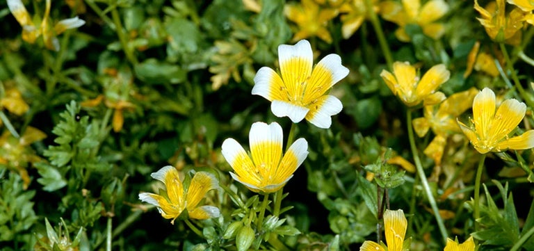 10 award-winning hardy annuals
