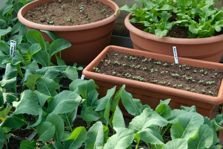 Vegetables growing in pots