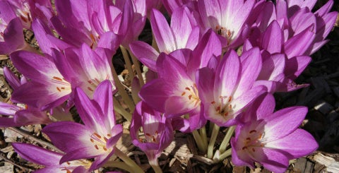 Colchicum / RHS Plant Guide