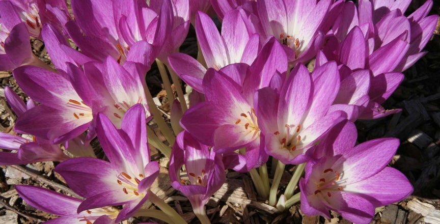 Colchicum / RHS Plant Guide