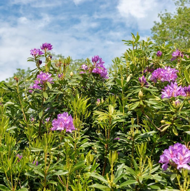 Invasive non-native plants