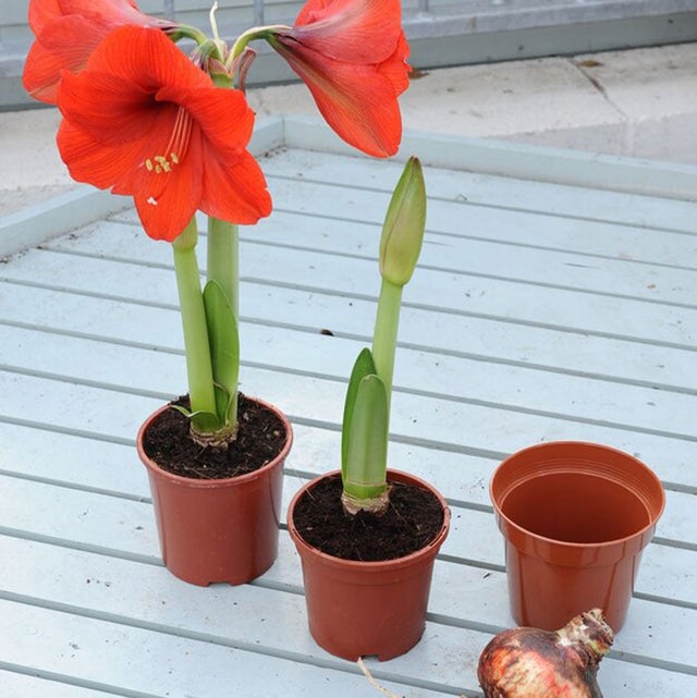 Hippeastrum