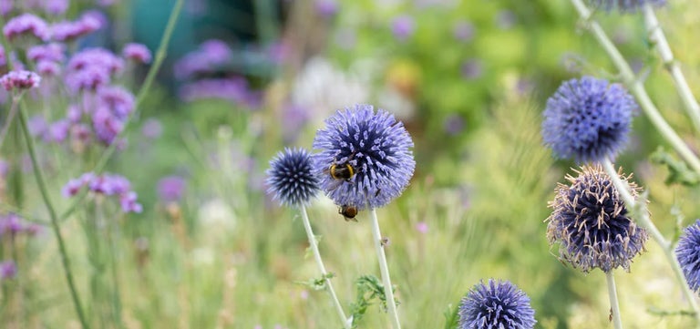 Seven steps to a greener garden